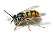 #Hornets