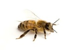 #Bees